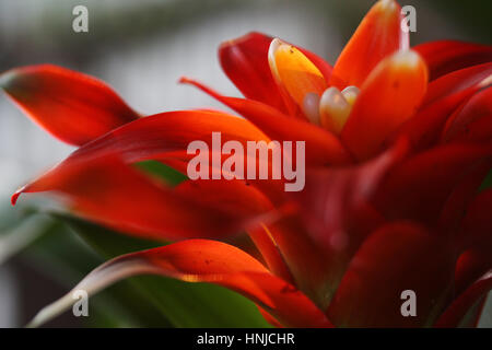 Bromeliad of Guzmania sp. is a member of monocot flowering plants. Stock Photo