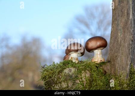 Two brown champignons mushrooms (Agaricaceae) on green Moss before blue sky, on the right with trunk Stock Photo