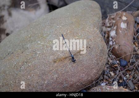 Dragonfly by river sitting on sandstone rock Stock Photo