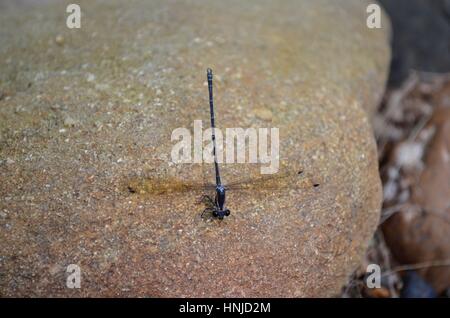 Close up of Dragonfly sittling on sandstone river rock Stock Photo - Alamy