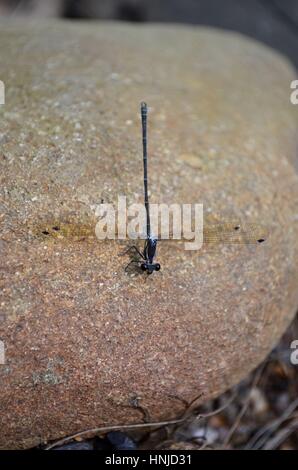 Dragonfly by river sitting on sandstone rock Stock Photo - Alamy