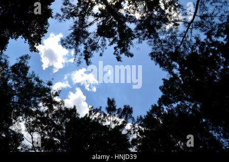 Looking up through tree canopy into vibrant blue sky with clouds Stock Photo