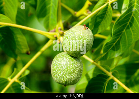 tree, which grows on the immature green walnuts. Photo taken closeup in summer. Small depth of field Stock Photo