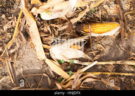 AGRICULTURAL field on which grows ready for harvest ripe yellow corn. Autumn season. Corn cobs ripped off and lie on the ground Stock Photo