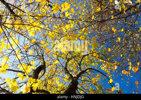 yellowing leaves on maple trees in the fall season. Blue sky in the background. Photo taken closeup. Stock Photo