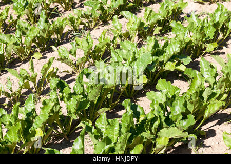 green beet leaves, growing in agricultural field. Photographed close-up with shallow depth of field. Stock Photo