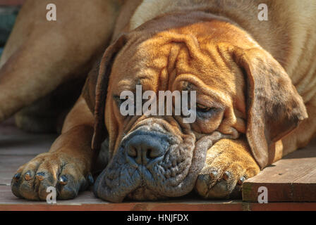 Dog Boerboel / Boerbull / South African Mastiff. Stock Photo