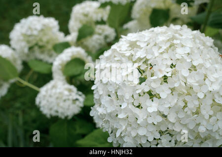 White Hydrangea ARBORESCENS 'Annabelle' flower Stock Photo