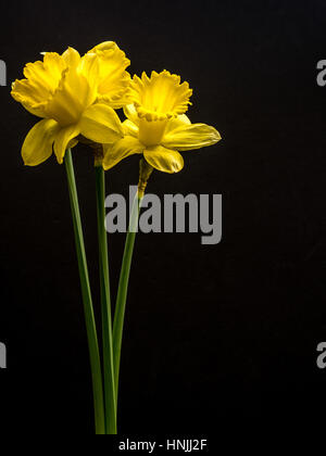 Yellow daffodils on black, portrait orientation Stock Photo