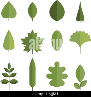 Set of flat green leaves. Different types of young leaves from trees. Design element for logo, web or print. Modern vector illustration. Stock Vector