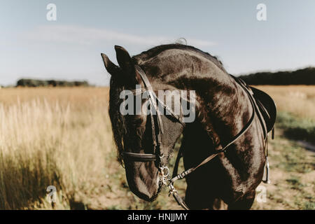 Portrait of a black horse on a sunny day, looking down and to the left Stock Photo