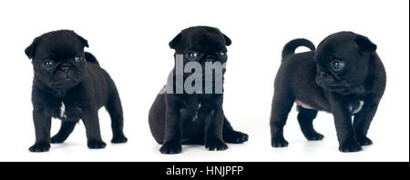 Three black Pug puppies portrait in different poses isolated on white background Stock Photo