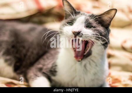 funny Yawning talking angry grey and white tom cat Stock Photo