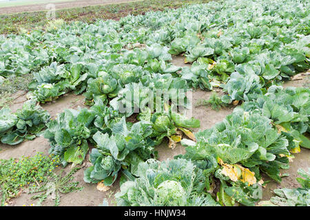 Agricultural field on which grow ripe green cabbage. Photo taken closeup. Cabbage in the autumn season and can be seen traces of the insects have eate Stock Photo
