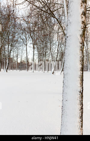 Group of trees in winter photographed from above Stock Photo - Alamy