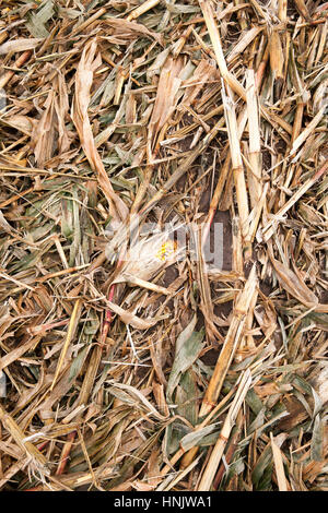 field where maize crop gathered. On the ground, left lying orange leaves and husks of corn. Photo close-up, small depth of field. Autumn season Stock Photo