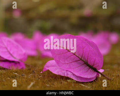 Purple leaves on a ground, macro. Bali, Indonesia Stock Photo