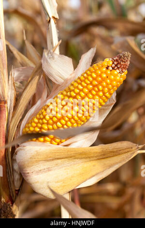 AGRICULTURAL field on which grows ready for harvest ripe yellow corn on the cob and her. Autumn season. Stock Photo