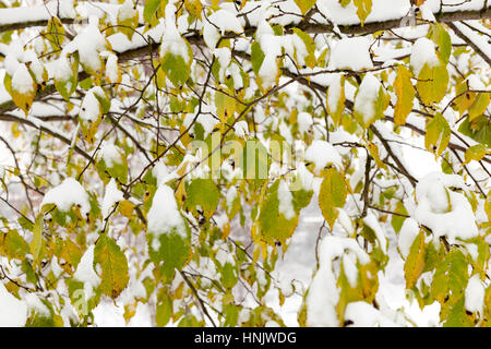 a linden tree in the winter season. Branches and last green leaves covered with snow after the last snowfall. Autumn season. Small depth of field. Stock Photo