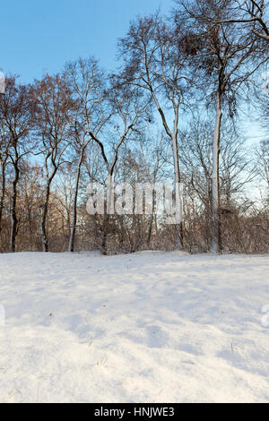 Group of trees in winter photographed from above Stock Photo - Alamy
