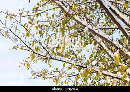 trees under snow - leaves covered with snow after the last snowfall. Autumn time of the year - the first snow. Stock Photo