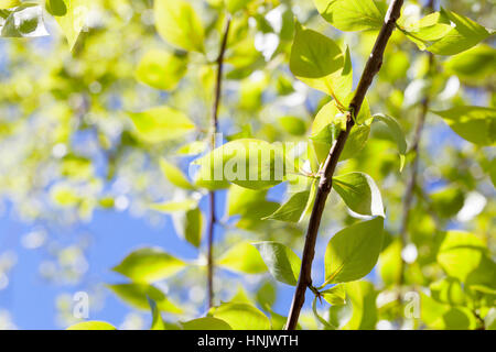 linden leaves, spring Stock Photo