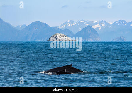 Mother (cow) and baby (calf) Humpback whales (Megaptera novaeangliae) swim through the waters off the shore of Seward, Alaska with a small island in t Stock Photo