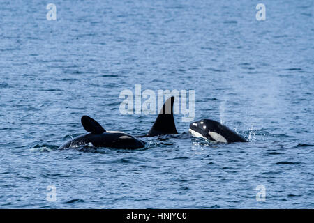 A small family of three Killer Whales (Orcas) playing in the waters off the coast near Seward, Alaska. Stock Photo