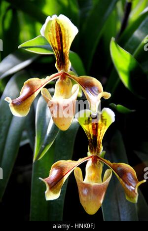 Lady’s Slipper, paphiopedilum villosum wild orchid in Thailand Stock Photo