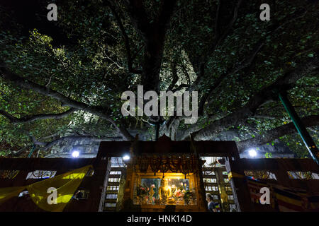 Mahabodhi Tree by night, Bodhgaya, India Stock Photo