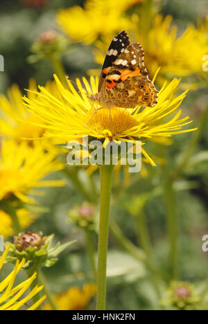 Butterfly sits on a flower drink nectar from yellow flowers and pollinate them Stock Photo