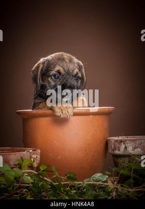 Studio portrait of Border Terrier Puppies Stock Photo