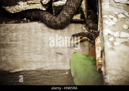 Sedge Viper Ready To Strike Atheris Photograph by Nhpa - Pixels