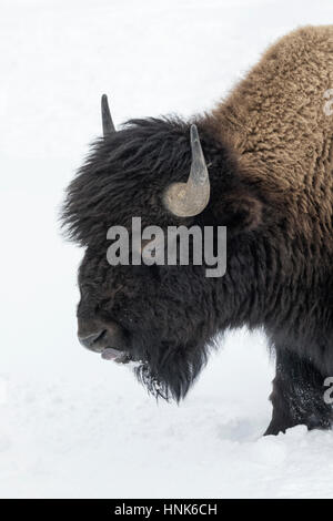 American Bison - young bull portrait Stock Photo