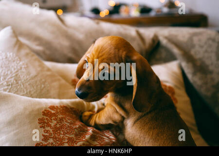 8 weeks old smooth brown dachshund puppy climbing over cushions and a throw on a sofa inside the apartment. First day in a new home Stock Photo