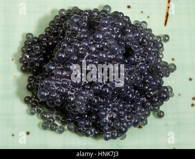 black dyed salty caviare of halibut fish on green plate Stock Photo
