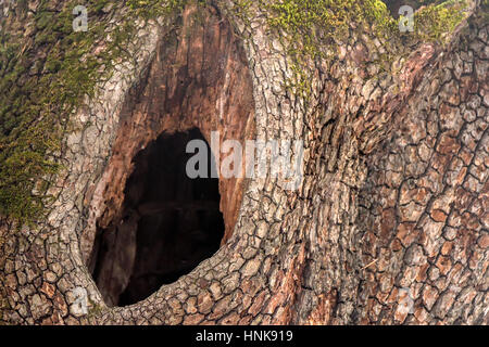 Hollow of tree covered with moss at montane forest Stock Photo
