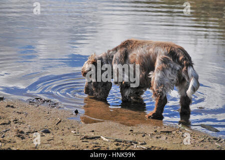 A thirsty cocker spaniel dog lapping / drinking water from a river. Stock Photo