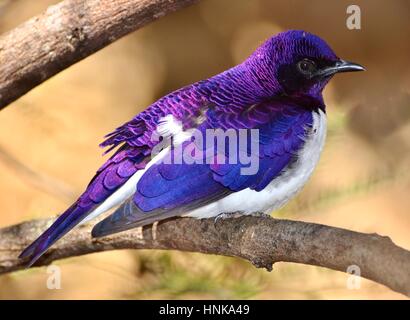 The violet-backed starling (Cinnyricinclus leucogaster), also known as the plum-coloured starling or amethyst starling Stock Photo