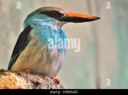 The blue-breasted kingfisher (Halcyon malimbica) is a tree kingfisher from tropical west Africa. Stock Photo