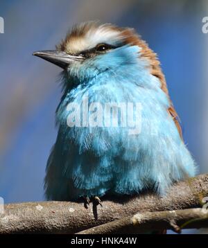 The racket-tailed roller (Coracias spatulatus) is a blue bird found in central and southern Africa (also racquet tailed roller). Stock Photo