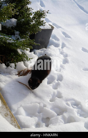 black cat on the clear snow at the sunny winter day Stock Photo