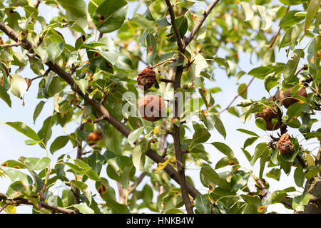 rotten pear on the tree Stock Photo