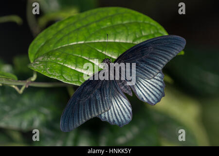 Great Mormon butterfly: Papilio memnon. Bred specimen. Stock Photo