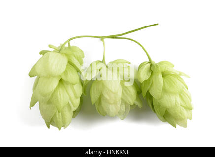 hops cones isolated on white background Stock Photo