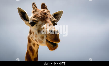 Giraffe face close-up, at Sydney zoo