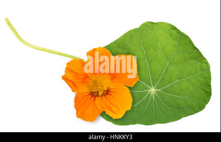 Green nasturtium leaf with flower isolated on white background. Stock Photo