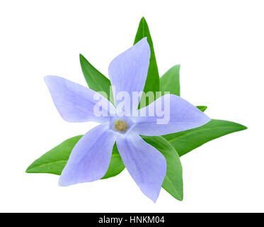 periwinkle flower isolated on white Stock Photo