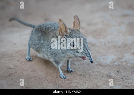 Eastern Rock Elephant Shrew (Elephantulus myurus), Kruger National Park, South Africa Stock Photo