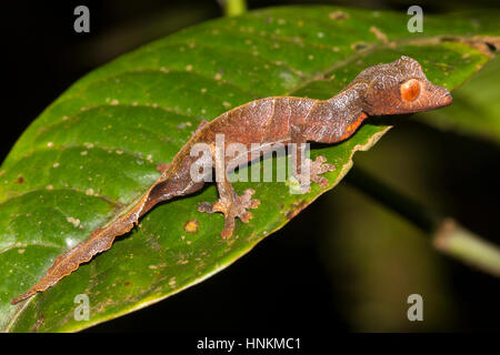 Uroplatus (Uroplatus phantasticus), juvenile on green leaf, rainforest, Ranomafana, Southern Highlands, Madagascar Stock Photo